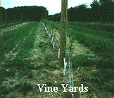 Vineyard